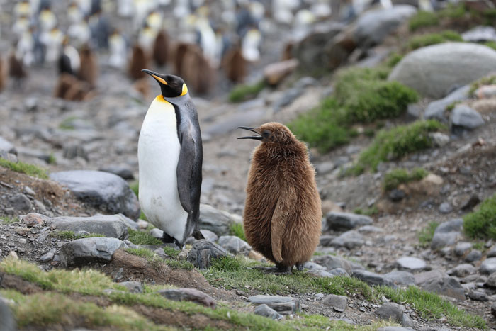 Black and white penguin standing near brown penguin