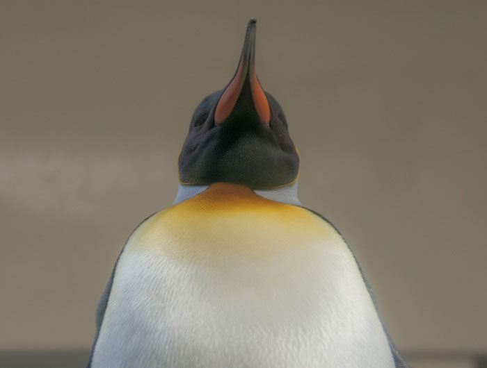 Penguin looking