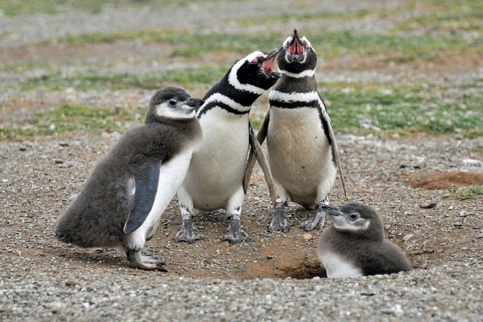 Baby penguins standing and talking