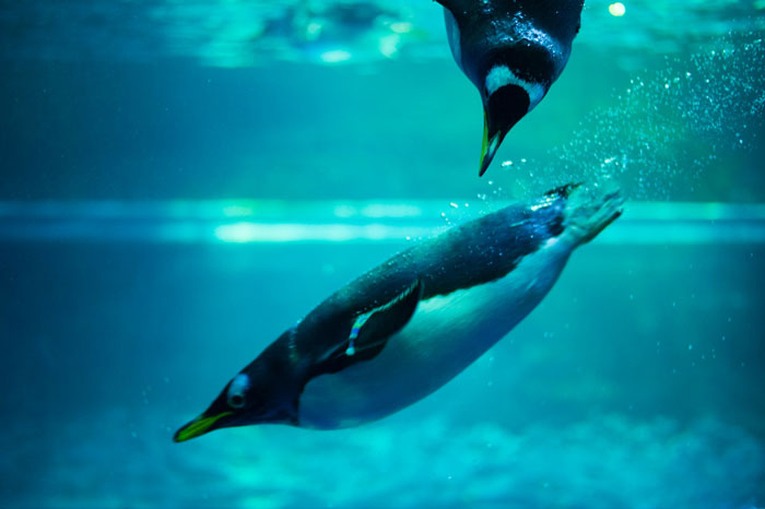 Penguins swimming in the ocean