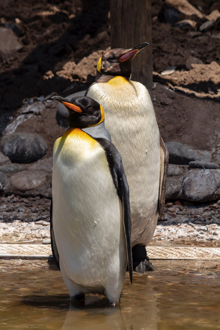 Two penguins standing near each other