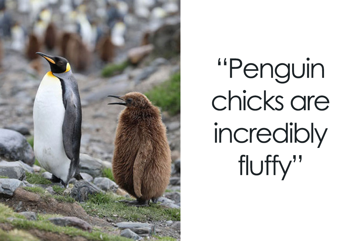 36 Penguin Facts That Shed Some Light