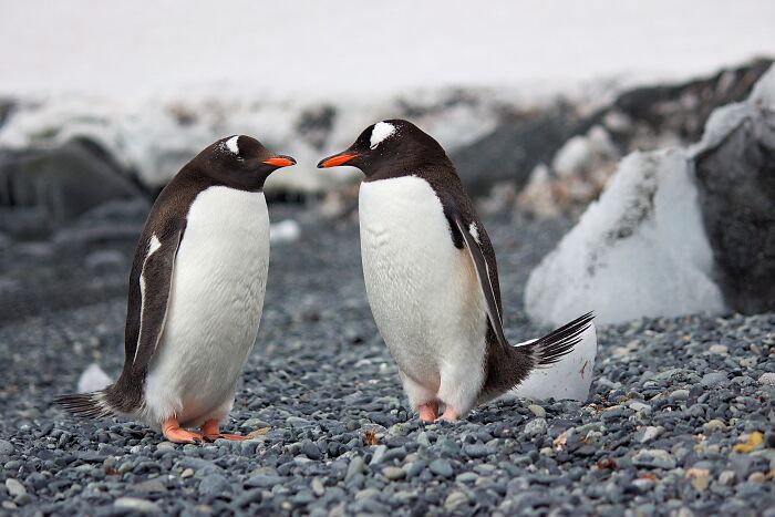 Penguins looking at each other