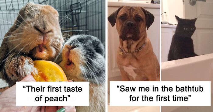 50 Of The Funniest And Cutest Pets’ Reactions To Trying Something They ...