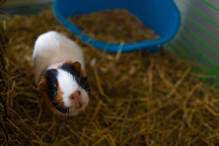 Small Guinea Pig Looking At The Person Who Is Taking Photo