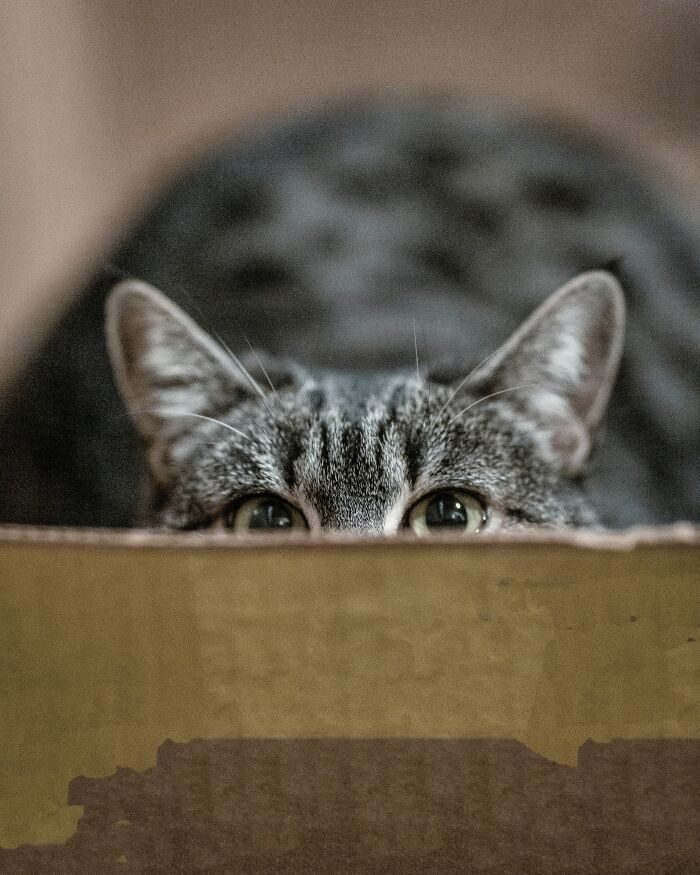 Cat Peeking From The Edge Of The Box 