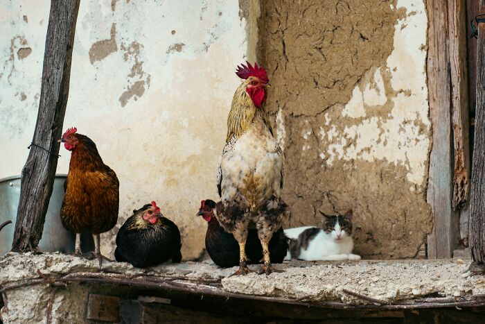 Chickens And Cat All In The Same Spot
