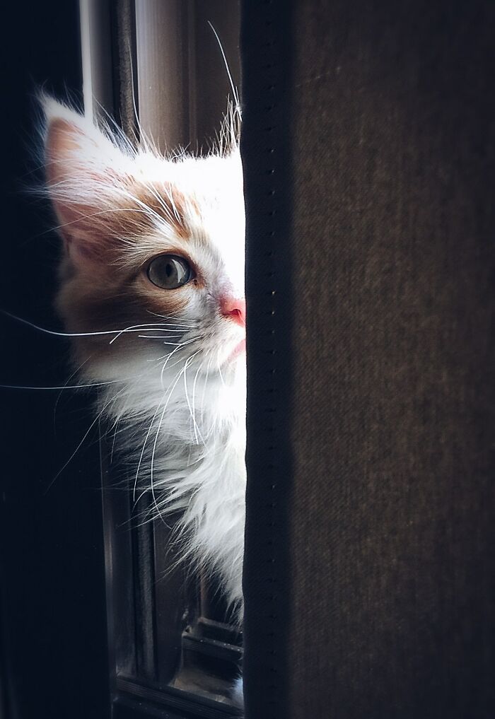Small Kitten Peeking From The Side Of Wall 
