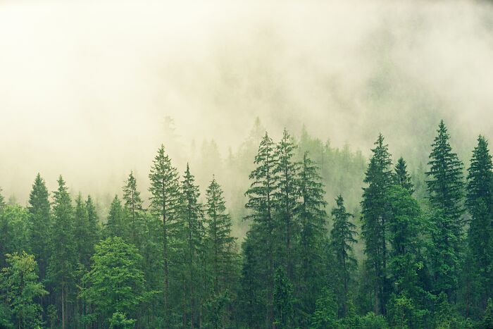Forest In Mist 