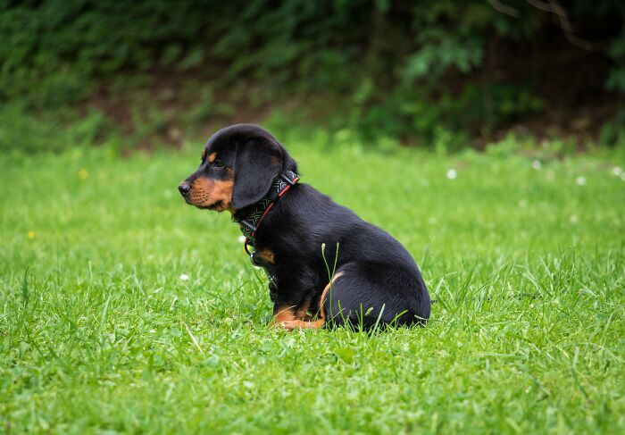 Small Dog Sitting In The Grass Field 