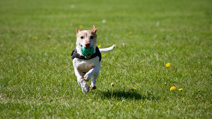 Dog Running Back With His Ball In Mouth 