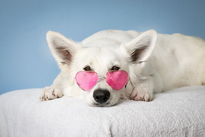 White dog with pink glasses
