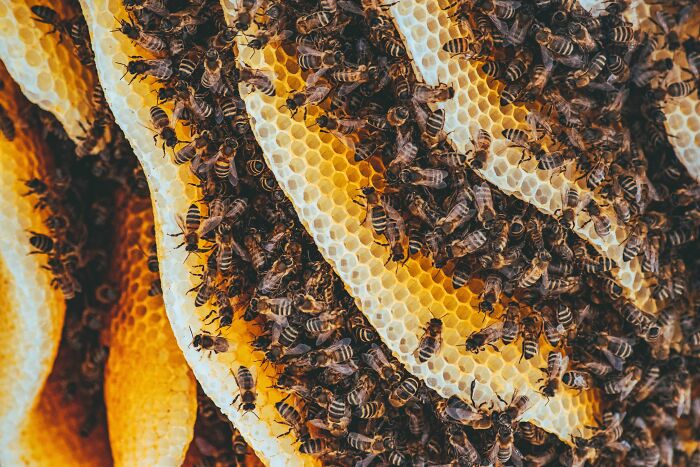 honeycomb and bees 
