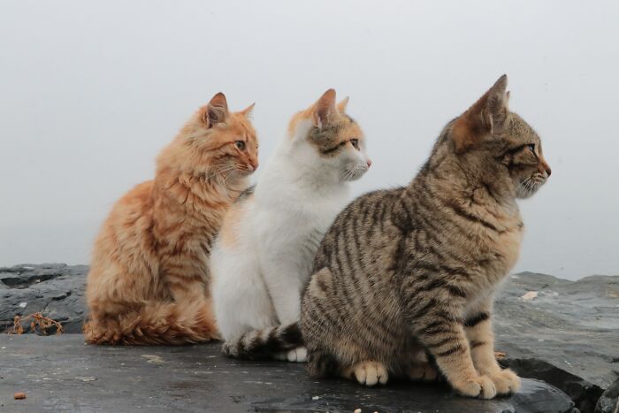 Three Cats Looking At One Place 