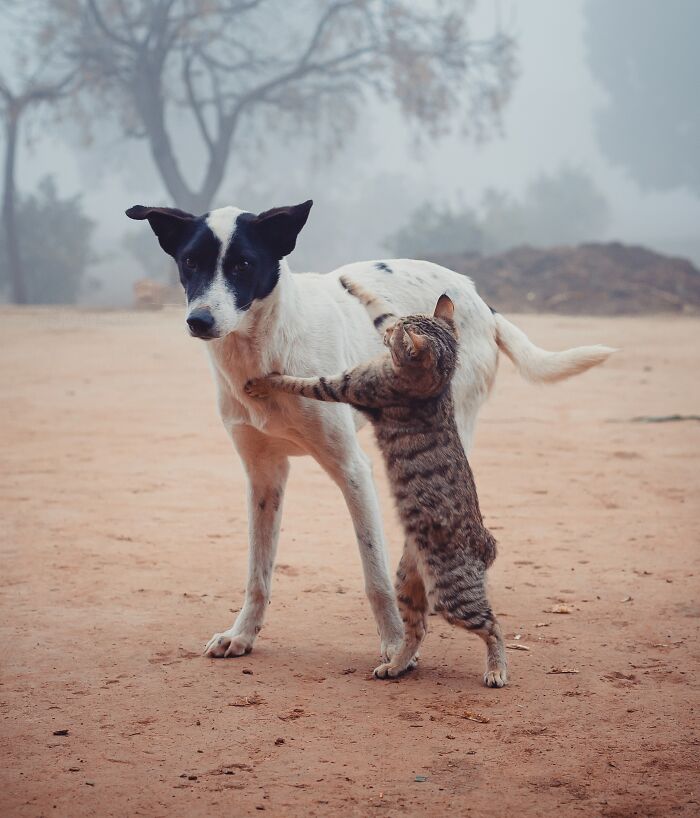 Small Cat Fighting With Big Dog 