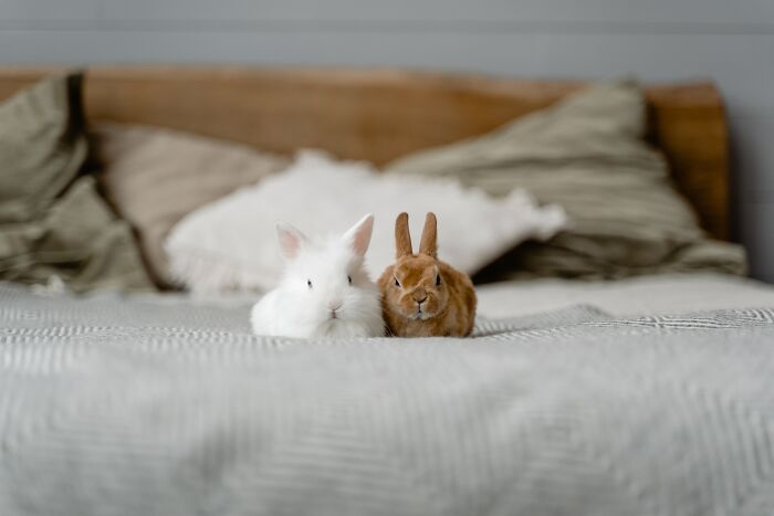 Two Different Color Bunnies On The Bed 