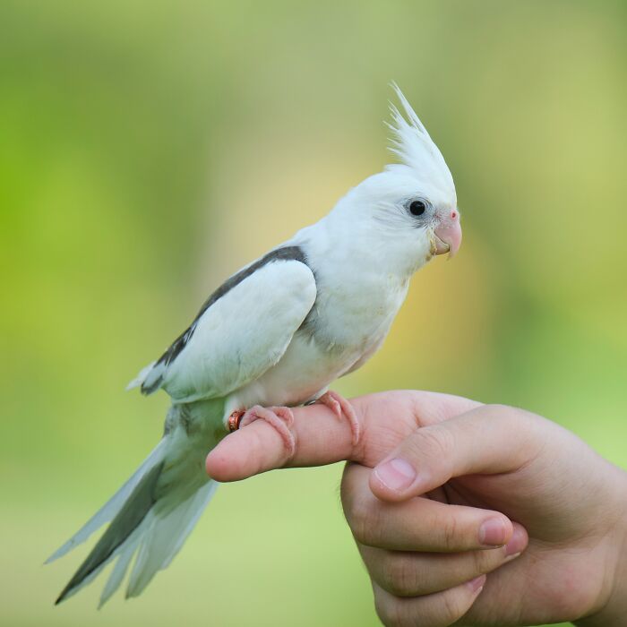 Person Holding A White Bird On His Finger 