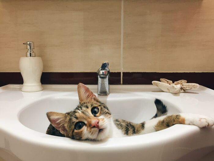 Cat Looking At The Camera While Laying In The Sink 