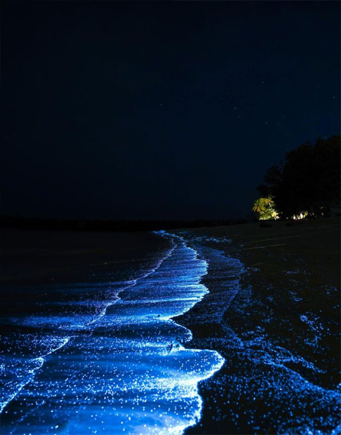 Bioluмinescent Shore, Maldiʋes