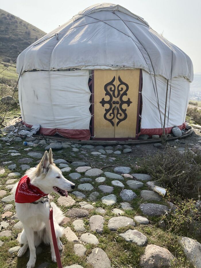 My Dog Foxi On Her Trip To Mountains Of Kyrgystan. This A Traditional Kyrgyz House Called Yurta