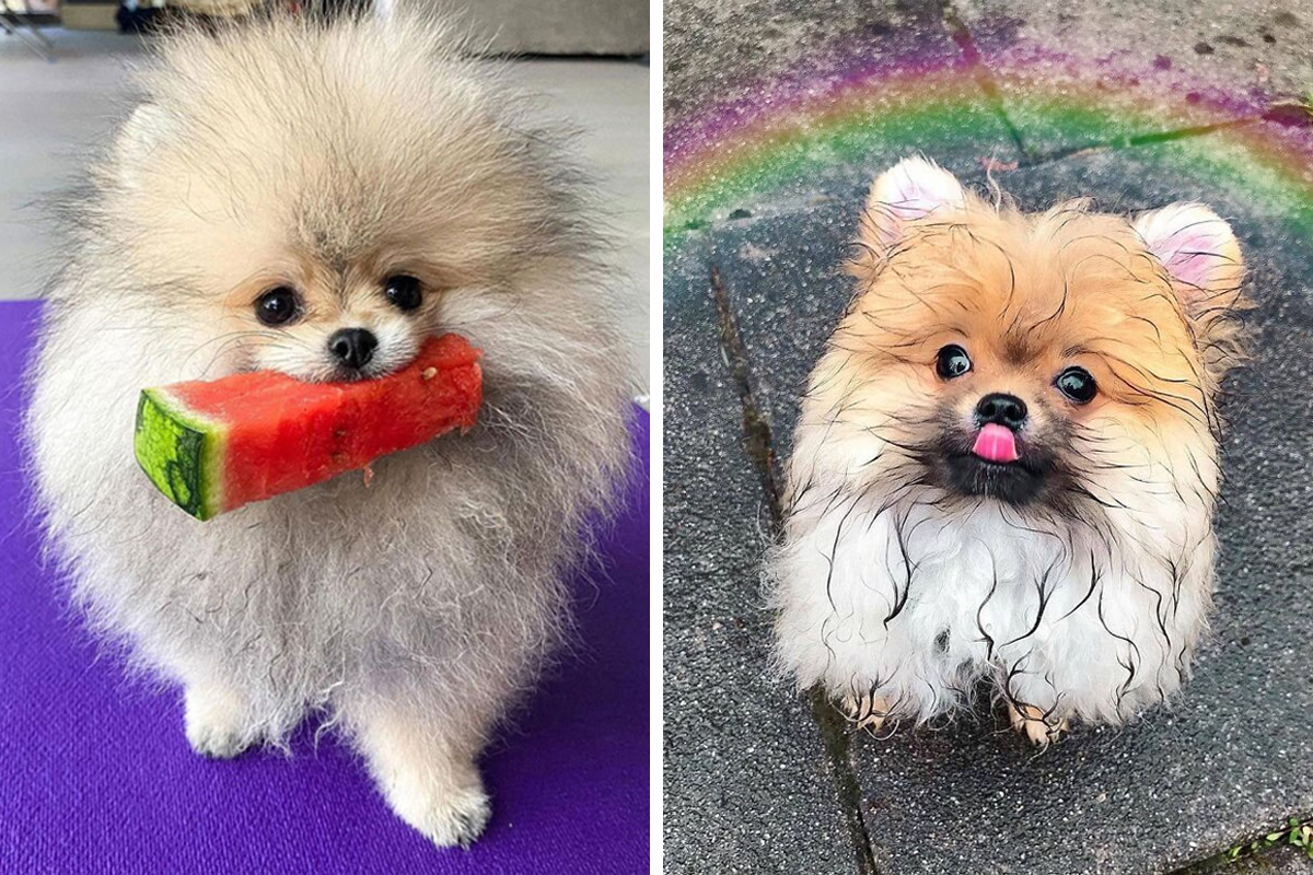 Pomeranian Dogs Are Adorably Cute, As Proved By These 97 Pics ...