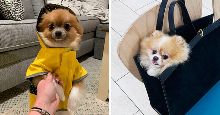 95 Photos Of Pomeranians For Your Daily Dose Of Puppy Cuteness