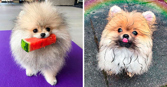 Pomeranian Dogs Are Adorably Cute, As Proved By These 97 Pics
