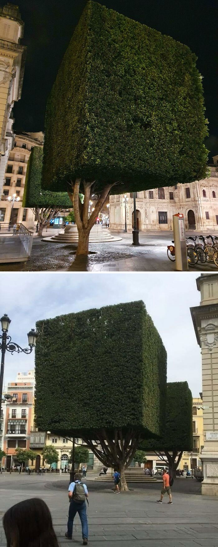 Squared Trees In Sevilla, Spain
