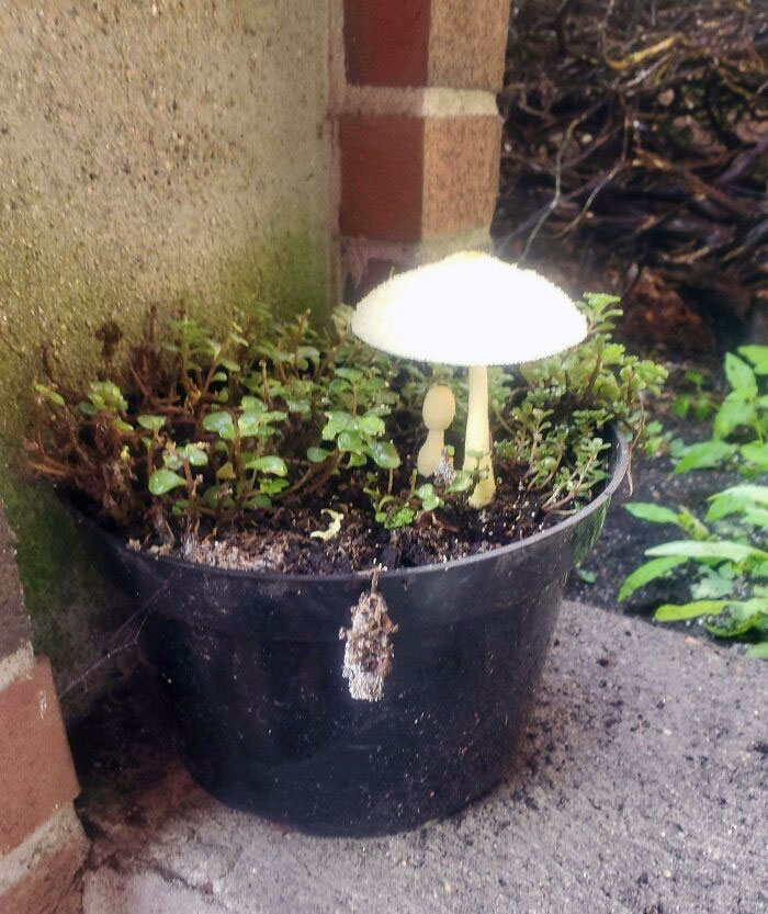 The Exposure On This Picture Of A Mushroom On My Porch Makes It Look Like A Power Up Item