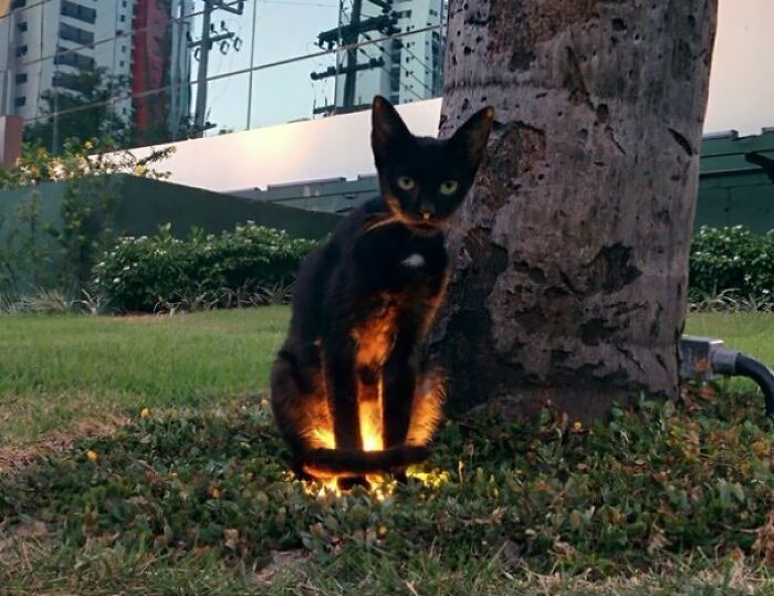 When You're Walking In The Park And An Animal Has A Side Quest For You