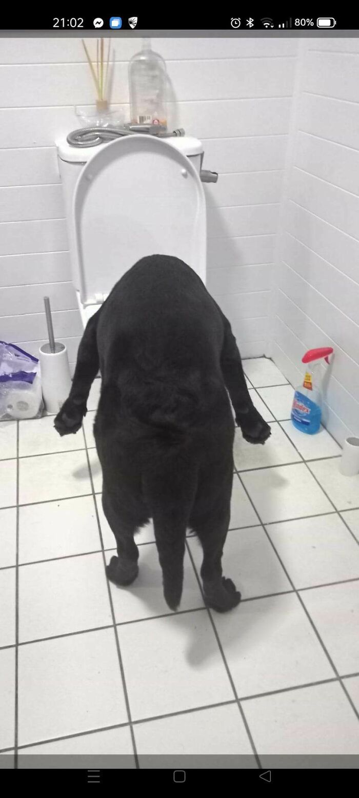 My Brothers Dopey Chocolate Lab With His Head In The Toilet