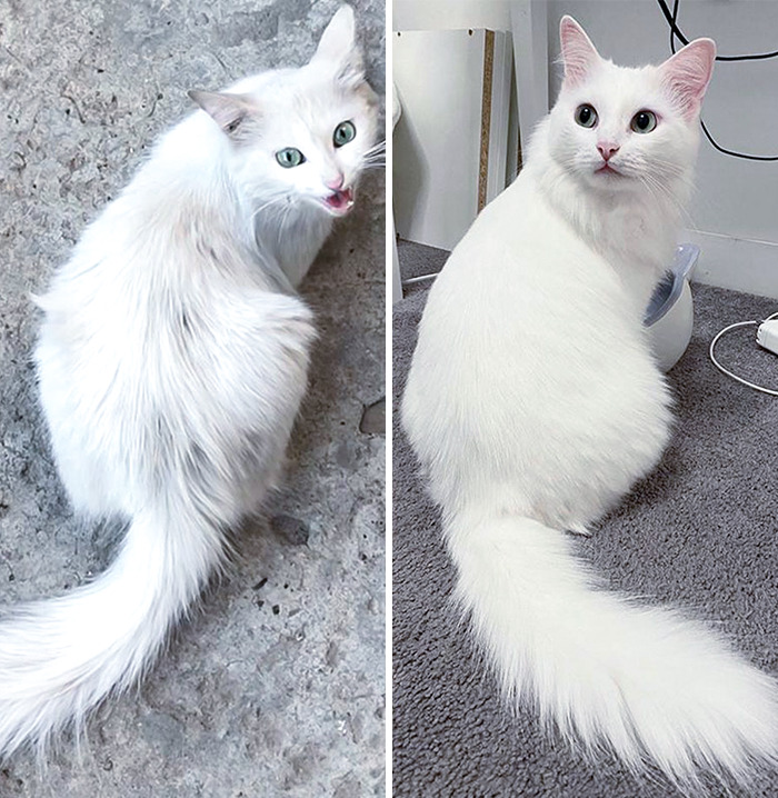 I Rescued This Cat Off The Street. Before And After