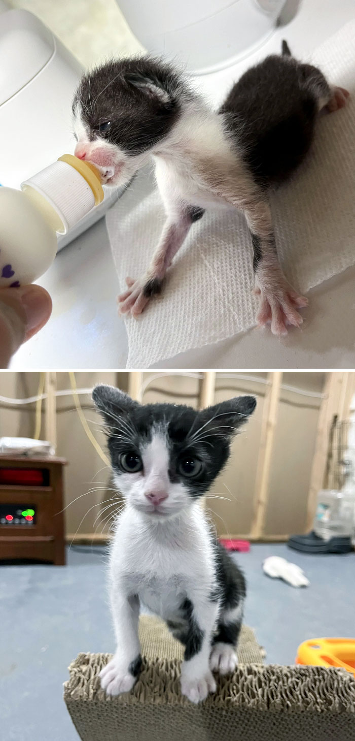 My Neighbors Saw A Cat Get Hit By A Car. Unfortunately, She Couldn't Be Saved. Then They Heard A Kitten Crying Under A Shed, And They Brought Him To Me. Before And After