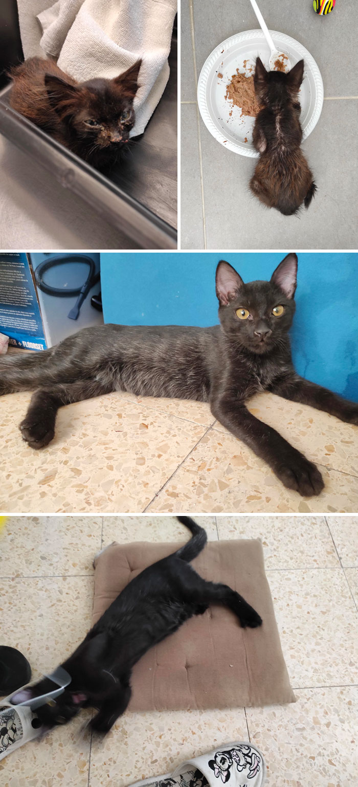 When Kuro Was Found And Captured 2 Months Ago! And Now A Healthy Playful Boy