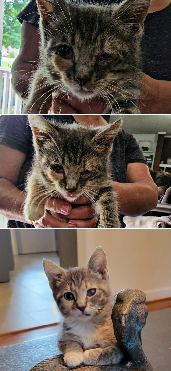 One Of My Recent Fosters Before And After. Working On Saving 2 Kittens With Ruptured Eyes Next