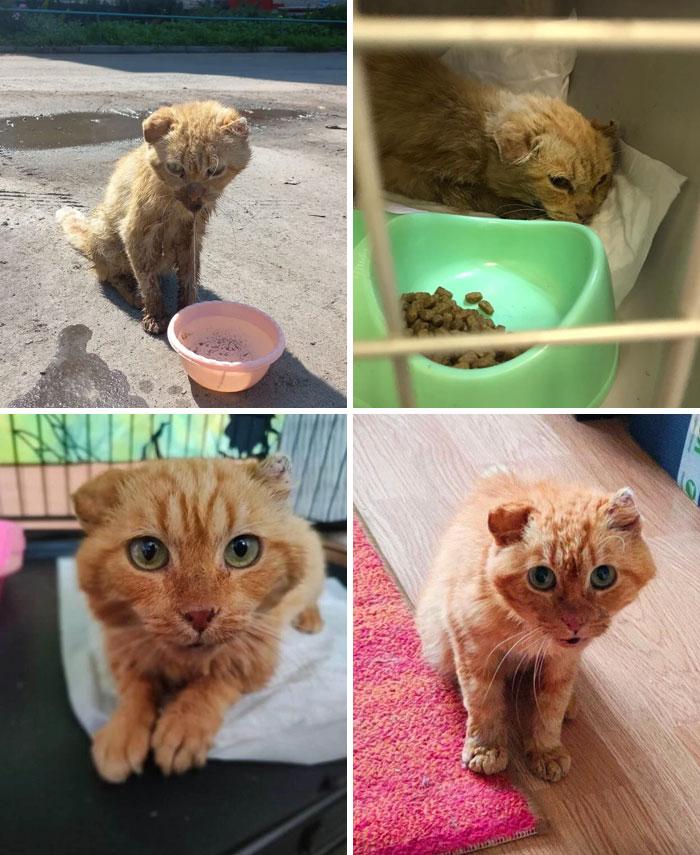 We Found This Cat In Awful Condition On The Street And Took Him To The Local Vet. Soon After We Found A Loving Family For This Poor Boy