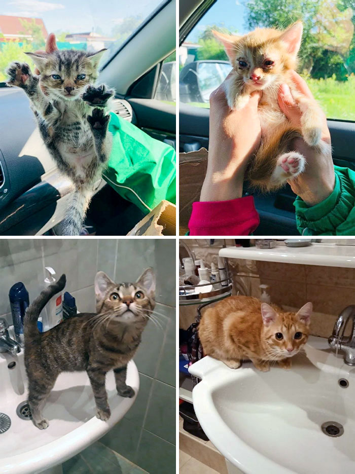 Before And After. I Found Two Kittens In A Carbod Box Near My House. I Helped Them Heal And Found Loving Families For Both