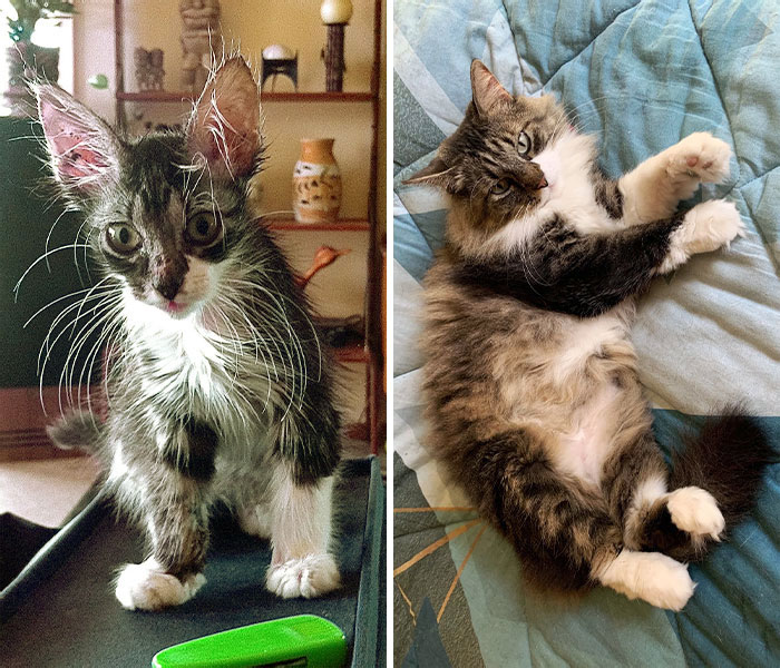 We Found Liona As A Kitten Sitting In The Rain On A Busy Street. Her Then And Now