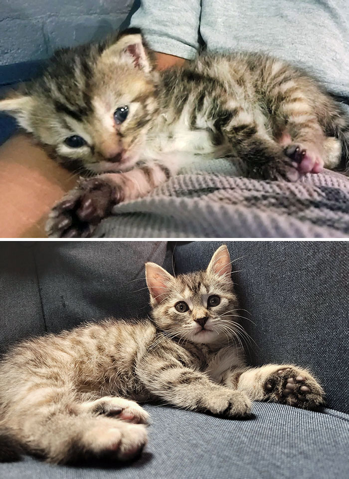 This Is Nala. I Got Her Around 3.5 Weeks. I Had To Bottle Feed Her, And There Was Lots Of Tears And Sleepless Nights. Before And Now