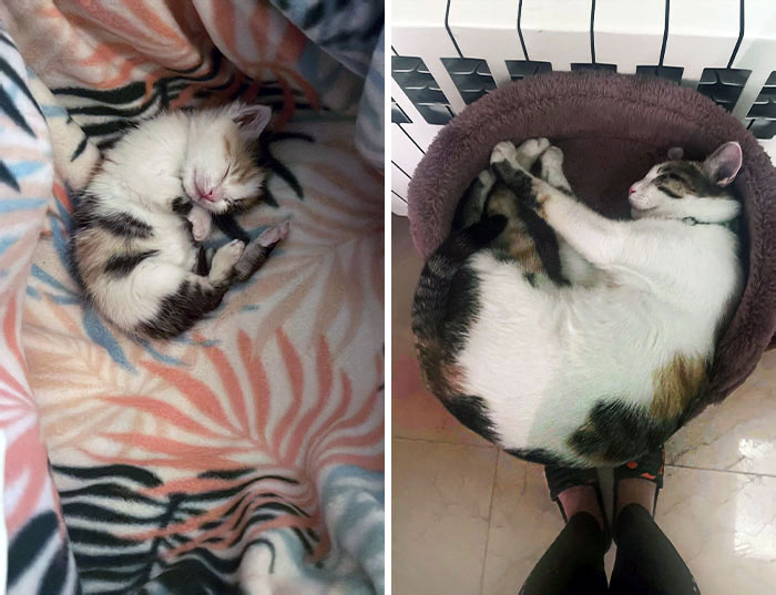Aurora At 3 Weeks vs. Now. We Found Her Right In Front Of Our Building Alone And With A Nasty Eye Infection
