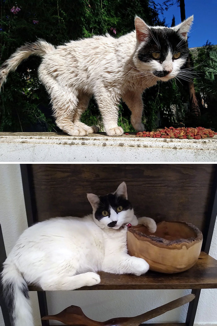 Mancha Was A Stray That Showed Up On Our Balustrade After A Big Storm. She Was A Sick Girl, But Now She's Big, Strong, And Healthy