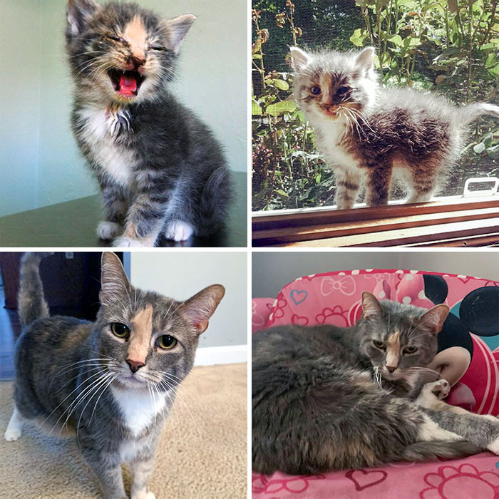 We Found Freyja Alone In A Parking Lot, Dirty, And Her Eyes Completely Crusted Shut. We Had To Syringe Feed Her By Hand As She Was So Little And Weak. Before vs. After
