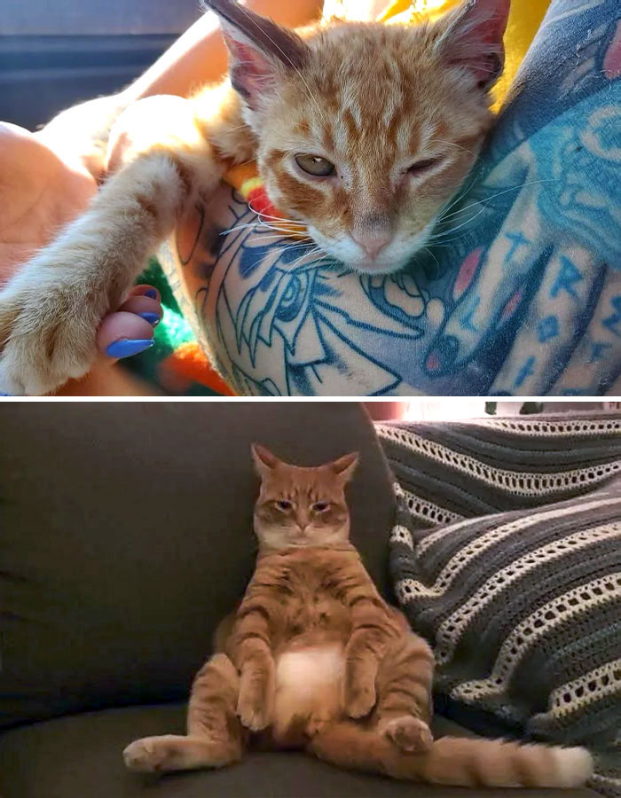 How It Started vs. How It's Going. My Wife And I Found Squidward Covered In Motor Oil And Dirt In Our Apartment Parking Lot. Now He's A Happy, Lazy Boy