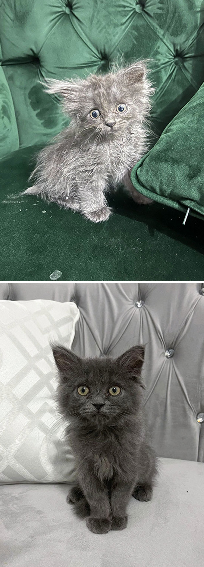 The First Day I Adopted This Abandoned Kitty And 48 Days Later