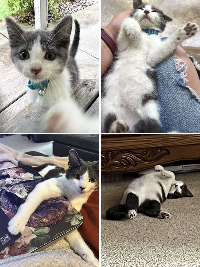 This Is Lucky On The Day He Showed Up On Our Porch, And This Is Him Now
