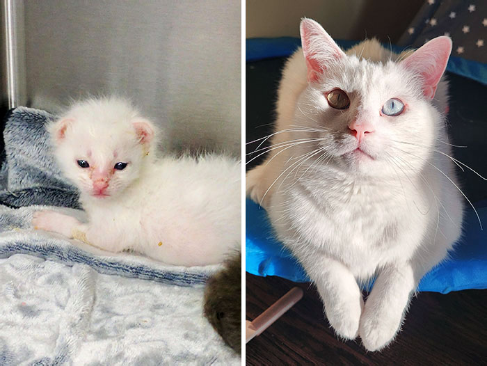 Seamus Was An Orphan At 1 Week Old. Now He's Super Handsome And Spoiled