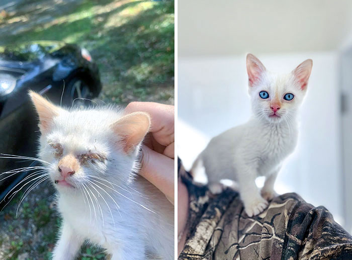 My Kitten Rice The Day I Found Him vs. Today
