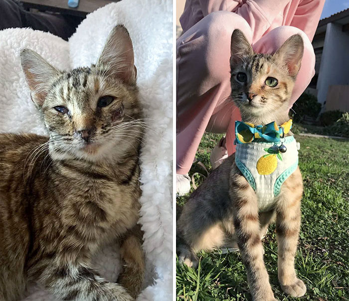 Lemon Before And After The Adoption