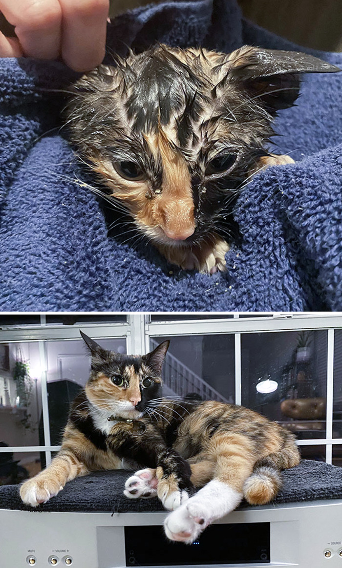 Before And After From Our Cat, Mae. We Found Her On A Rainy Night One Year Ago. I Can't Imagine Our Family Without Her
