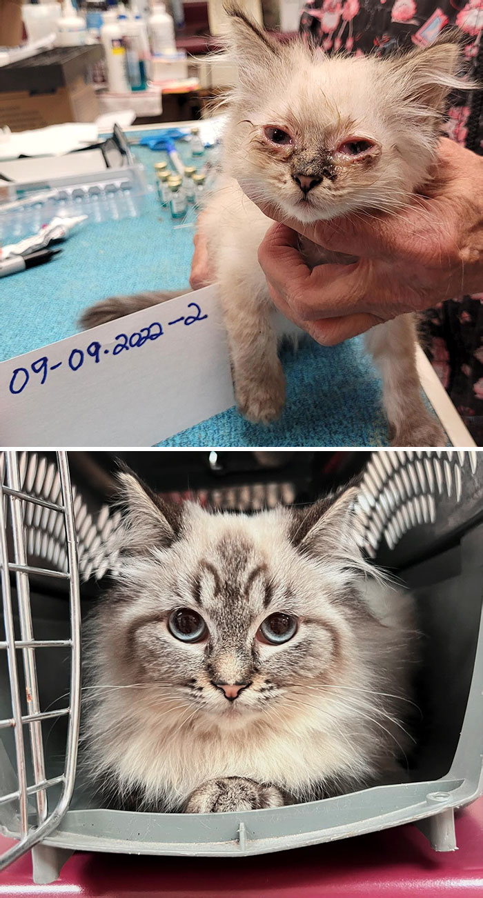 Local Animal Shelter Showing The Best Before And After Of This Beautiful Cat